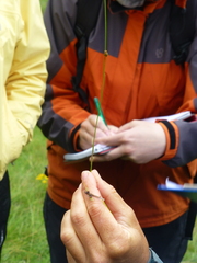 Juncus filiformis