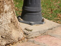 Trachylepis quinquetaeniata