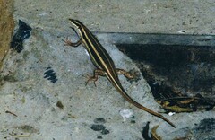 Trachylepis quinquetaeniata