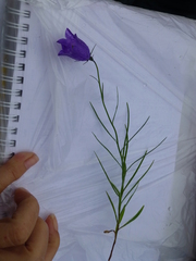 Campanula scheuchzeri