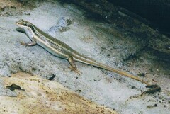 Trachylepis quinquetaeniata