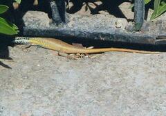 Trachylepis quinquetaeniata