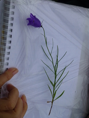 Campanula scheuchzeri