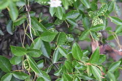 Trachelospermum jasminoides