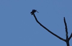 Zenithoptera fasciata