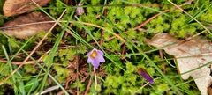 Romulea bulbocodium