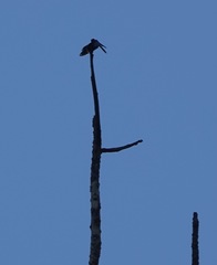 Zenithoptera fasciata