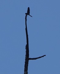 Zenithoptera fasciata