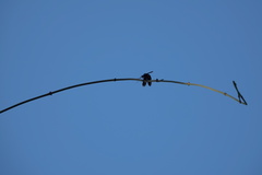 Zenithoptera fasciata