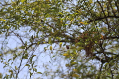 Balanites aegyptiaca