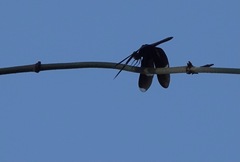 Zenithoptera fasciata