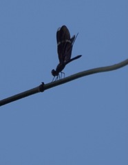 Zenithoptera fasciata