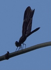 Zenithoptera fasciata