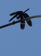 Zenithoptera fasciata