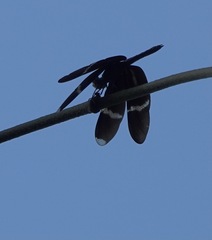 Zenithoptera fasciata