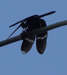 Zenithoptera fasciata