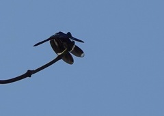 Zenithoptera fasciata