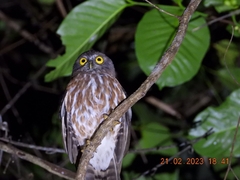 Ninox affinis