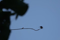 Zenithoptera fasciata