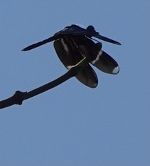 Zenithoptera fasciata