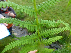 Oreopteris limbosperma