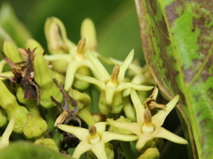 Parsonsia alboflavescens