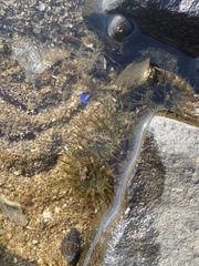 Anthopleura dixoniana