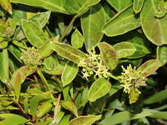 Parsonsia alboflavescens