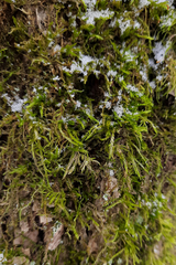 Amblystegium