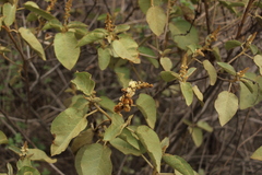 Croton