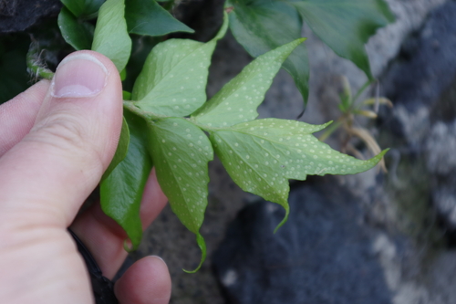 Cyrtomium falcatum image