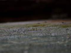 Chaenotheca ferruginea