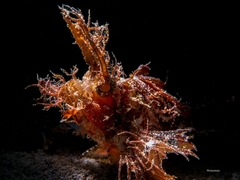 Pteroidichthys amboinensis