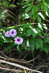 Ipomoea mauritiana
