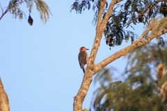 Melanerpes pygmaeus