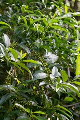 Kraussia floribunda