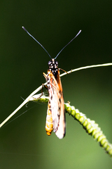 Acraea natalica