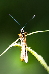 Acraea natalica