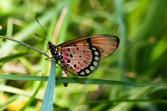 Acraea natalica
