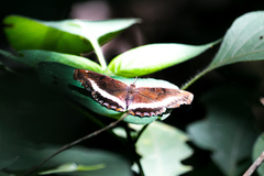 Eurytela hiarbas