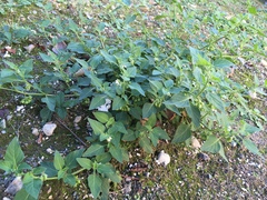 Solanum physalifolium