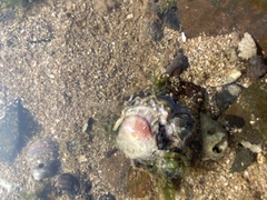 Saccostrea cuccullata