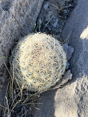 Escobaria chlorantha