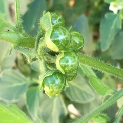 Solanum physalifolium