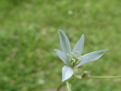 Ornithogalum orthophyllum