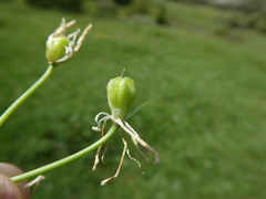 Ornithogalum orthophyllum