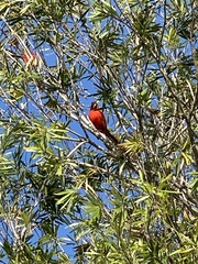 Cardinalis cardinalis