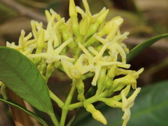 Anodendron affine