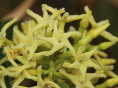 Anodendron affine