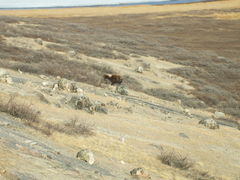 Ovibos moschatus